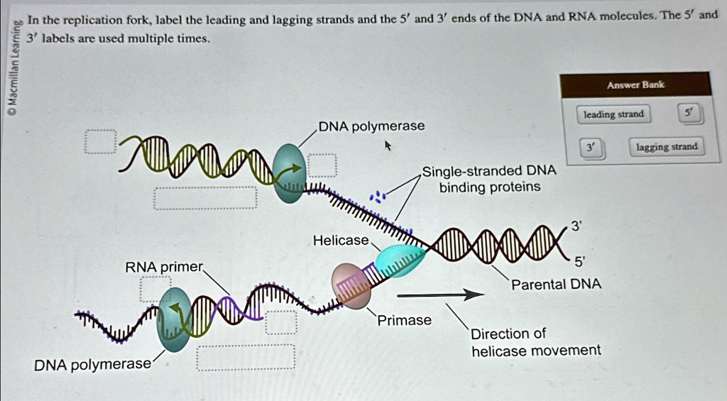 SOLVED: In the replication fork, label the leading and lagging strands ...