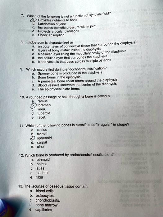 7. Which of the following is not a function of synovial fluid?
a. Provides nutrients to bone
b. Lubrication of joint
c. Increases osmotic pressure within joint
d. Protects articular cartilages
e. Shock absorption

8. Endosteum is characterized as
a. an outer layer of connective tissue that surrounds the diaphysis
b. layers of bony matrix inside the diaphysis
c. a cellular layer lining the medullary cavity of the diaphysis
d. the cellular layer that surrounds the diaphysis
e. blood vessels that pass across multiple osteons

9. Which occurs first during endochondral ossification?
a. Spongy bone is produced in the diaphysis
b. Bone forms in the epiphysis
c. A periosteal bone collar forms around the diaphysis
d. Blood vessels innervate the center of the diaphysis
e. The epiphyseal plate forms

10. A rounded passage or hole through a bone is called a
a. ramus.
b. foramen.
c. linea.
d. tubercle.
e. facet.

11. Which of the following bones is classified as "irregular" in shape?
a. radius
b. frontal
c. sphenoid
d. carpal
e. ulna

12. Which bone is produced by endochondral ossification?
a. ethmoid
b. patella
c. atlas
d. parietal
e. tibia

13. The lacunae of osseous tissue contain
a. blood cells.
b. osteocytes.
c. chondroblasts.
d. bone marrow.
e. capillaries.