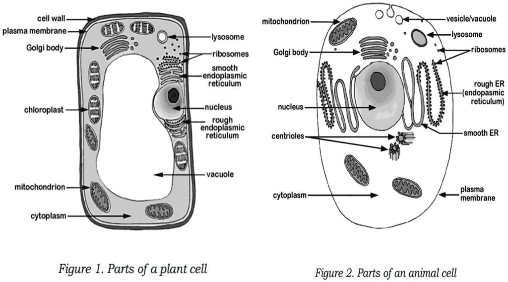 SOLVED: Compare the shape of a plant cell with an animal cell. What is ...