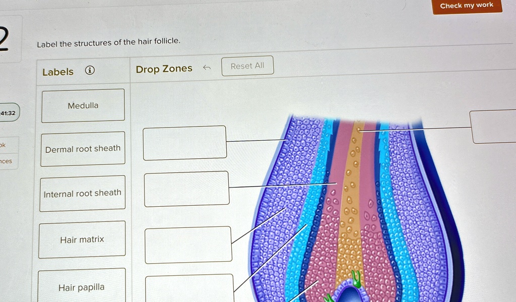 Label the structures of the hair follicle. Labels (i) Drop Zones Reset ...