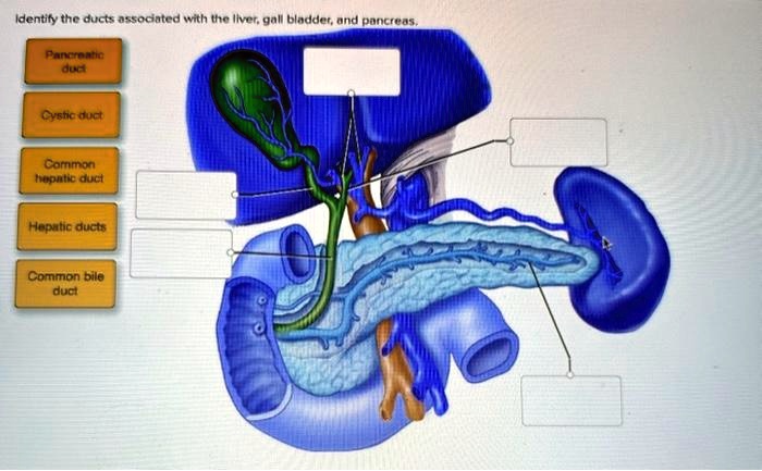 SOLVED: Texts: Identify the ducts associated with the liver ...