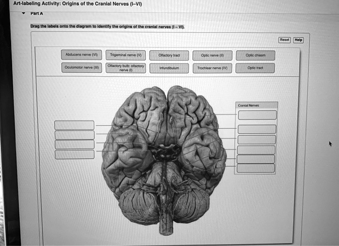 Art Labeling Activity Overview Of Cranial Nerves Cub - vrogue.co