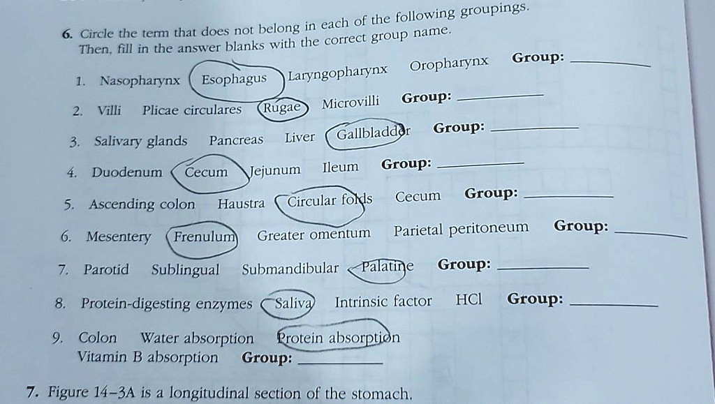 6. Circle the term that does not belong in each of the following groupings. Then, fill in the answer blanks with the correct group name.
1. Nasopharynx Esophagus Laryngopharynx Oropharynx Group: 
2. Villi Plicae circulares Rugae Microvilli Group: 
3. Salivary glands Pancreas Liver Gallbladder Group: 
4. Duodenum Cecum Jejunum Ileum Group: 
5. Ascending colon Haustra Circular folds Cecum Group: 
6. Mesentery Frenulum Greater omentum Parietal peritoneum Group: 
7. Parotid Sublingual Submandibular Palatine Group: 
8. Protein-digesting enzymes Saliva Intrinsic factor HCl Group: 
9. Colon Water absorption Protein absorption Vitamin B absorption Group: 
7. Figure 14–3A is a longitudinal section of the stomach.