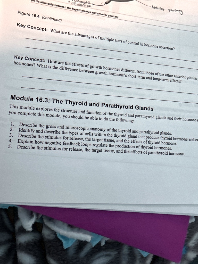 Solved: Module 16.3: The Thyroid And Parathyroid Glands This Module 