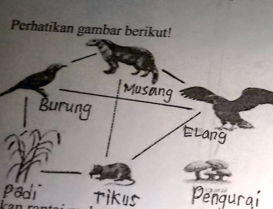 Solved: Perhatikan Gambar Berikut Musang Elang Pengurai Tikus Padi 