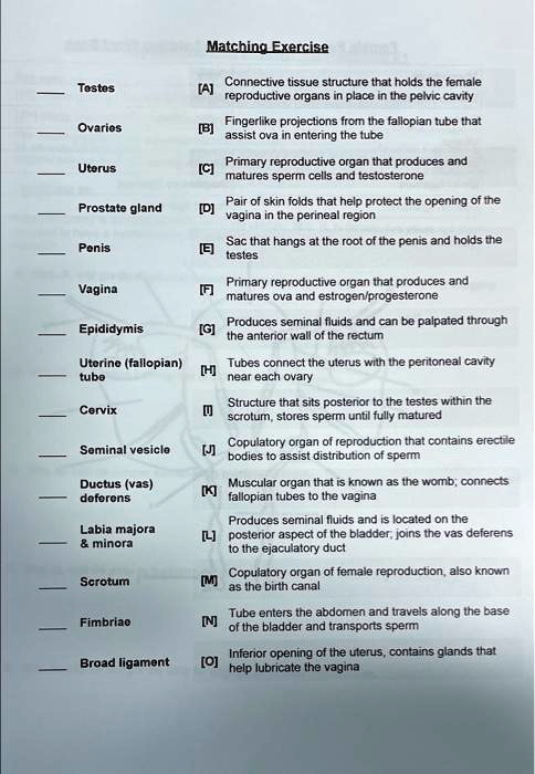Penvic D matching exercise connective tissue structure that holds the female ...