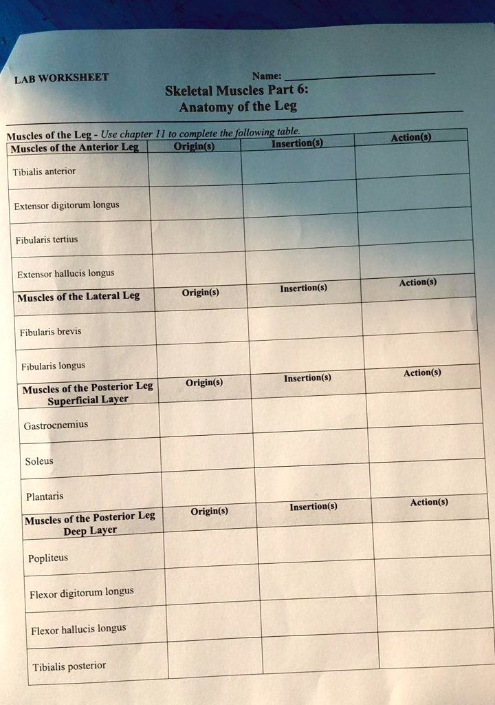 SOLVED: LAB WORKSHEET Name: Skeletal Muscles Part 6: Anatomy of the Leg ...