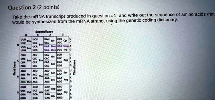 question 2 2 points take the mrna transcript produced in question 1 and ...