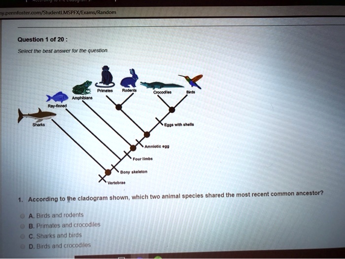 SOLVED: estnoster com StudentLMSPFX Exams/Random Question of 20 Select ...