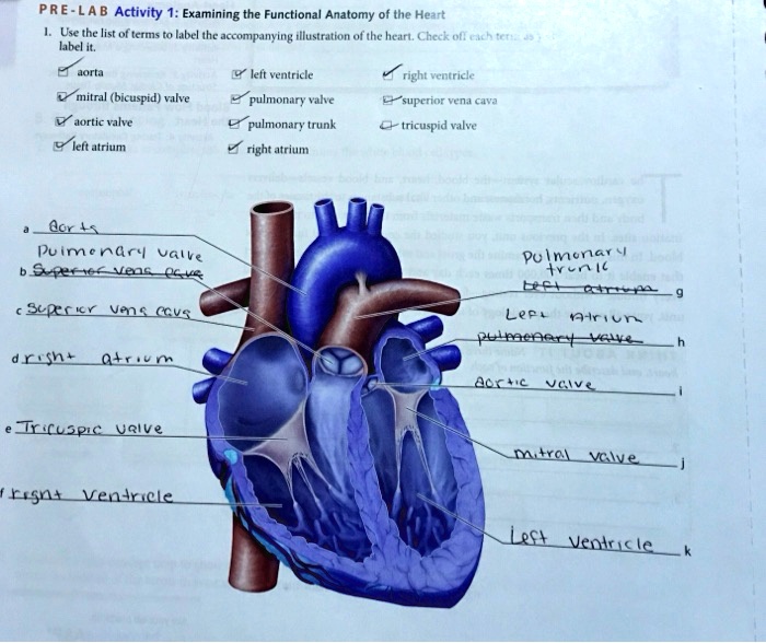 SOLVED PR ELAB Activity 1 Examining the Functional Anatomy of the