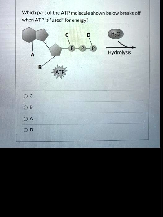 SOLVED Which part of the ATP molecule shown below breaks off when ATP