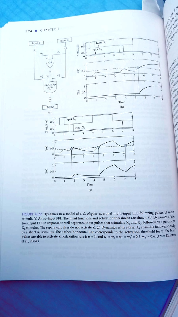 124 CHAPTER 6
Input 1
Input 2
X?(t), X?(t)
0.5
0.5
Input X?
Input X?
w? w?
(X? OR X?)
AND
Y
0.5
0
0.5
3
Output
(a)
0.5
0.5
Input X?
Input X?
4
6
Y(t)
X?(t), X?(t)
0.5
0
0
2
0.5
0
Time
(c)
Time
(b)
5
FIGURE 6.22 Dynamics in a model of a C. elegans neuronal multi-input FFL following pulses of input
stimuli. (a) A two-input FFL. The input functions and activation thresholds are shown. (b) Dynamics of the
two-input FFL in response to well-separated input pulses that stimulate X? and X?, followed by a persistent
X? stimulus. The separated pulses do not activate Z. (c) Dynamics with a brief X? stimulus followed closely
by a short X? stimulus. The dashed horizontal line corresponds to the activation threshold for Y. The brief
pulses are able to activate Z. Relaxation rate is ? = 1, and w? = w? = w'? = w'? = 0.5, w'? = 0.4. (From Kashtan
et al., 2004.)