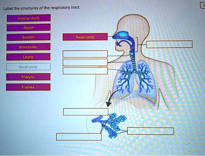 SOLVED Label the structures of the respiratory tract. Alveolar ducts