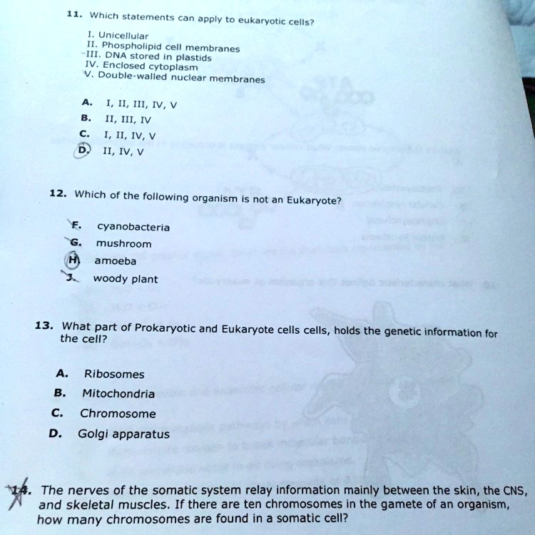 11. Which statements can apply to eukaryotic cells?

I. Unicellular
II. Phospholipid cell membranes
III. DNA stored in plastids
IV. Enclosed cytoplasm
V. Double-walled nuclear membranes

A. I, II, III, IV, V
B. II, III, IV
C. I, II, IV, V
D. II, IV, V

12. Which of the following organism is not an Eukaryote?

F. cyanobacteria
G. mushroom
H. amoeba
J. woody plant

13. What part of Prokaryotic and Eukaryote cells cells, holds the genetic information for the cell?

A. Ribosomes
B. Mitochondria
C. Chromosome
D. Golgi apparatus

14. The nerves of the somatic system relay information mainly between the skin, the CNS, and skeletal muscles. If there are ten chromosomes in the gamete of an organism, how many chromosomes are found in a somatic cell?