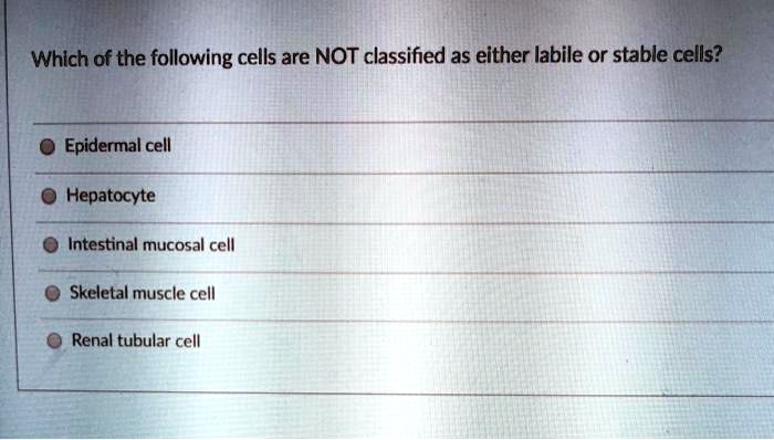 SOLVED: Which of the following cells are NOT classified as either ...