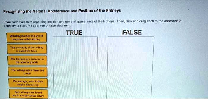 Recognizing the General Appearance and Position of the Kidneys
Read each statement regarding position and general appearance of the kidneys. Then, click and drag each to the appropriate
category to classify it as a true or false statement.
A midsagittal section would
not show either kidney.
The concavity of the kidney
is called the hilus.
The kidneys are superior to
the adrenal glands
The kidneys each have one
ureter.
On average, each kidney
weighs about 1 kg
Both kidneys are found
within the peritoneal cavity
TRUE
FALSE
