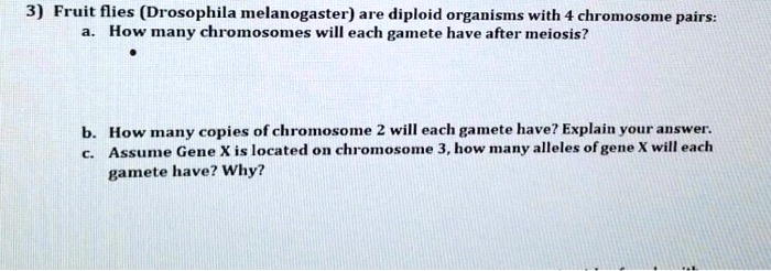 3) Fruit flies (Drosophila melanogaster) are diploid organisms with 4 chromosome pairs:
a. How many chromosomes will each gamete have after meiosis?

b. How many copies of chromosome 2 will each gamete have? Explain your answer.
c. Assume Gene X is located on chromosome 3, how many alleles of gene X will each gamete have? Why?
