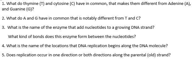 1. What do thymine (T) and cytosine (C) have in common, that makes them different from Adenine (A), and Guanine (G)?

2. What do A and G have in common that is notably different from T and C?

3. What is the name of the enzyme that add nucleotides to a growing DNA strand?

What kind of bonds does this enzyme form between the nucleotides?

4. What is the name of the locations that DNA replication begins along the DNA molecule?

5. Does replication occur in one direction or both directions along the parental (old) strand?