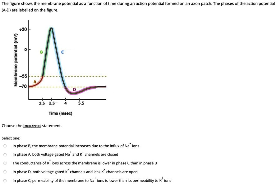 SOLVED: The figure shows the membrane potential as function of time ...