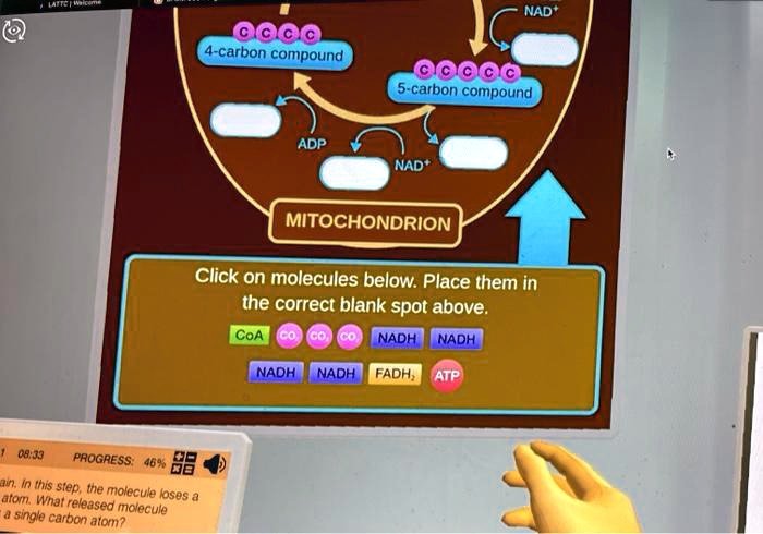 nad 4 carbon compound 5 carbon compound adp nad mitochondrion click on