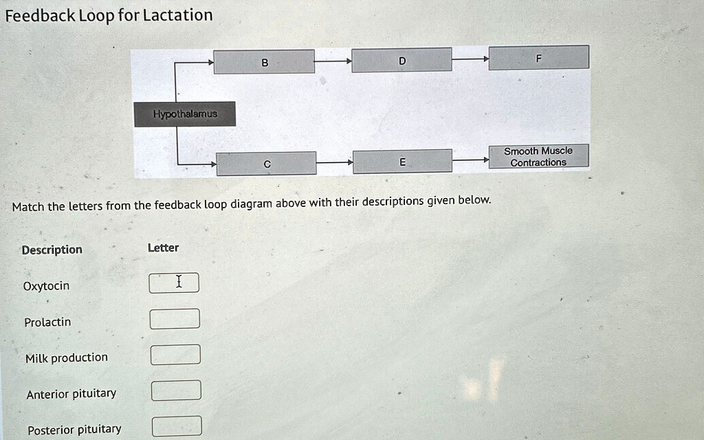 SOLVED: Feedback Loop for Lactation Match the letters from the feedback ...