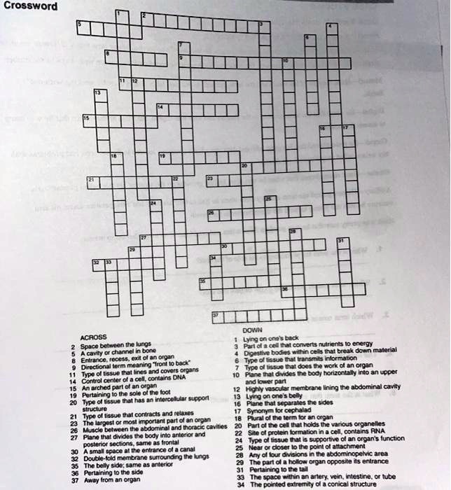 SOLVED: Crossword DOWN ACROSS Lying on one #39 s back 2 sun q ds Part ol a