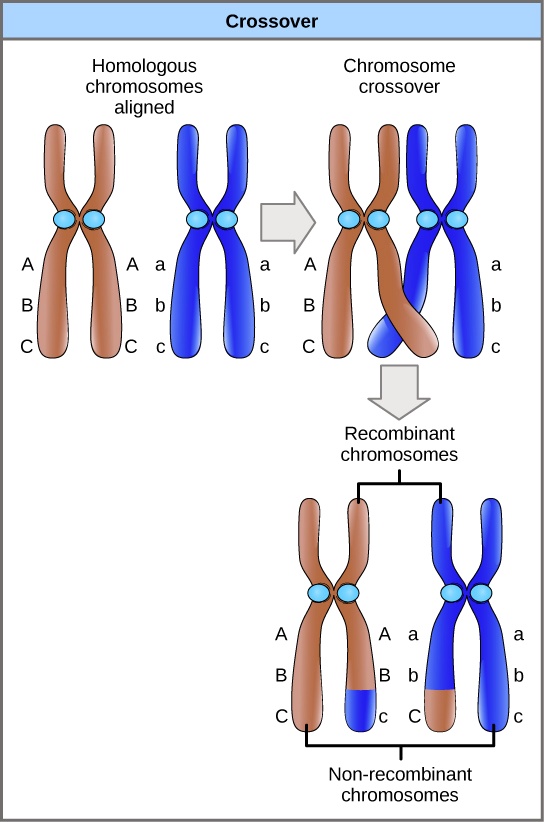 SOLVED: Crossover Homologous Chromosomes Aligned Chromosome Crossover ...