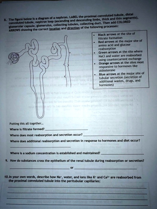 8. The figure below is a diagram of a nephron. LABEL the proximal convoluted tubule, distal convoluted tubule, nephron loop (ascending and descending limbs, thick and thin segments), glomerular capsule, glomerulus, collecting tubules, collecting duct. Then add COLORED ARROWS showing the correct location and direction of the following processes:

- Black arrows at the site of filtrate formation
- Red arrows at the major site of amino acid and glucose reabsorption
- Green arrows at the site where NaCl and water are reabsorbed using countercurrent exchange
- Orange arrows at the sites most responsive to hormones like aldosterone
- Blue arrows at the major site of tubular secretion (secretion of additional wastes, drugs, and hormones)

Putting this all together...
Where is filtrate formed?
Where does most reabsorption and secretion occur?
Where does additional reabsorption and secretion in response to hormones and diet occur?
Where is a sodium concentration is established and maintained?
9. How do substances cross the epithelium of the renal tubule during reabsorption or secretion?
or
10. In your own words, describe how Na+, water, and ions like K+ and Ca2+ are reabsorbed from the proximal convoluted tubule into the peritubular capillaries: