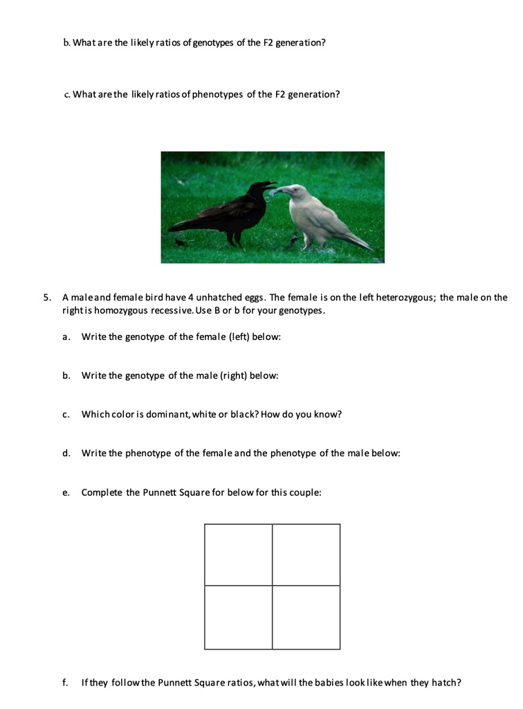b. What are the likely ratios of genotypes of the F2 generation?
c. What are the likely ratios of phenotypes of the F2 generation?
5. A male and female bird have 4 unhatched eggs. The female is on the left heterozygous; the male on the right is homozygous recessive. Use B or b for your genotypes.
a. Write the genotype of the female (left) below:
b. Write the genotype of the male (right) below:
c. Which color is dominant, white or black? How do you know?
d. Write the phenotype of the female and the phenotype of the male below:
e. Complete the Punnett Square for below for this couple:
f. If they follow the Punnett Square ratios, what will the babies look like when they hatch?
