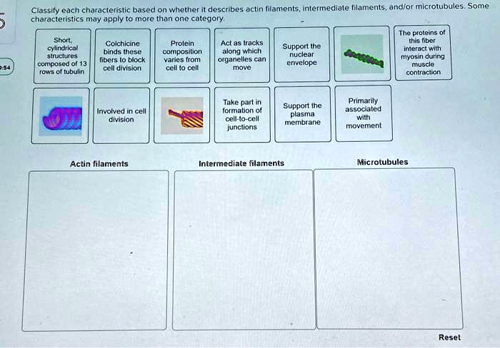 Classify each characteristic based on whether it describes actin filaments, intermediate filaments, and/or microtubules. Some characteristics may apply to more than one category.

Short, cylindrical structures composed of 13 rows of tubulin
Colchicine binds these fibers to block cell division
Protein composition varies from cell to cell
Act as tracks along which organelles can move
Support the nuclear envelope
The proteins of this fiber interact with myosin during muscle contraction
Involved in cell division
Take part in formation of cell-to-cell junctions
Support the plasma membrane
Primarily associated with movement

Actin filaments
Intermediate filaments
Microtubules