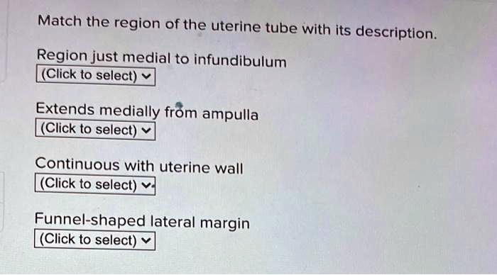 Match the region of the uterine tube with its description.
Region just medial to infundibulum
Extends medially from ampulla
Continuous with uterine wall
Funnel-shaped lateral margin