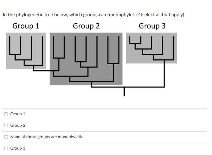In the phylogenetic tree below, which group(s) are monophyletic? (select all that apply)
Group 1 Group 2 Group 3
Group 1
Group 2
None of these groups are monophyletic
Group 3