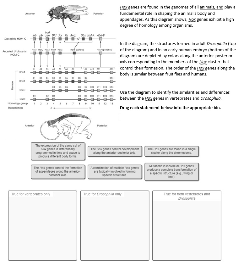 Hox genes are found in the genomes of all animals, and play a fundamental role in shaping the animal's body and appendages. As this diagram shows, Hox genes exhibit a high degree of homology among organisms.

In the diagram, the structures formed in adult Drosophila (top of the diagram) and in an early human embryo (bottom of the diagram) are depicted by colors along the anterior-posterior axis corresponding to the members of the Hox cluster that control their formation. The order of the Hox genes along the body is similar between fruit flies and humans.

Use the diagram to identify the similarities and differences between the Hox genes in vertebrates and Drosophila.

Drag each statement below into the appropriate bin.

Anterior
Posterior
bcd. lab pb zen Dfd Scr ftz Antp Ubx abd-A Abd-B
Drosophila HOM-C
Ancestral Urbilaterian HOM-C Hox1 Hox2 Hox3 Hox4 Hox5 Hox6 (central) Hox7 (posterior)
HoxA A1 A2 A3 A4 A5 A6 A7 A9 A10 A11 A13
HoxB B1 B2 B3 B4 B5 B6 B7 B8 B9 B13
Human HoxC C4 C5 C6 C8 C9 C10 C11 C12 C13
HoxD D1 D2 D4 D8 D9 D10 D11 D12 D13
Homology group 1 2 3 4 5 6 7 8 9 10 11 12 13
Transcription 3' 5'
Anterior Posterior

The expression of the same set of Hox genes is differentially programmed in time and space to produce different body forms.
The Hox genes control development along the anterior-posterior axis.
The Hox genes are found in a single cluster along the chromosome.
The Hox genes control the formation of appendages along the anterior-posterior axis.
A combination of multiple Hox genes are typically involved in forming specific structures.
Mutations in individual Hox genes produce a complete transformation of a specific structure (e.g., wing or limb).

True for vertebrates only
True for Drosophila only
True for both vertebrates and Drosophila