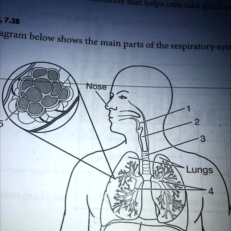 SOLVED: The diagram below shows the main parts of the respiratory ...