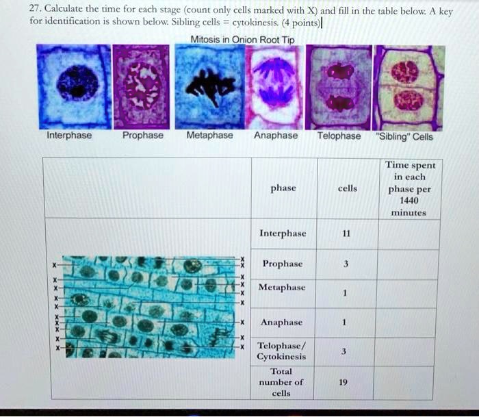 SOLVED: 27. Calculate the time for each stage (count only cells marked ...