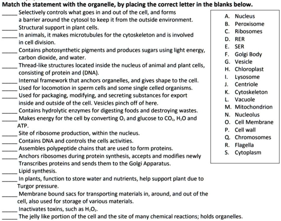 Match the statement with the organelle, by placing the correct letter in the blanks below.
 Selectively controls what goes in and out of the cell, and forms a barrier around the cytosol to keep it from the outside environment.
 Structural support in plant cells.
 In animals, it makes microtubules for the cytoskeleton and is involved in cell division.
 Contains photosynthetic pigments and produces sugars using light energy, carbon dioxide, and water.
 Thread-like structures located inside the nucleus of animal and plant cells, consisting of protein and (DNA).
 Internal framework that anchors organelles, and gives shape to the cell.
 Used for locomotion in sperm cells and some single celled organisms.
 Used for packaging, modifying, and secreting substances for export inside and outside of the cell. Vesicles pinch off of here.
 Contains hydrolytic enzymes for digesting foods and destroying wastes.
 Makes energy for the cell by converting O2 and glucose to CO2, H2O and ATP.
 Site of ribosome production, within the nucleus.
 Contains DNA and controls the cells activities.
 Assembles polypeptide chains that are used to form proteins.
 Anchors ribosomes during protein synthesis, accepts and modifies newly Transcribes proteins and sends them to the Golgi Apparatus.
 Lipid synthesis.
 In plants, function to store water and nutrients, help support plant due to Turgor pressure.
 Membrane bound sacs for transporting materials in, around, and out of the cell, also used for storage of various materials.
 Inactivates toxins, such as H2O2.
 The jelly like portion of the cell and the site of many chemical reactions; holds organelles.

A. Nucleus
B. Peroxisome
C. Ribosomes
D. RER
E. SER
F. Golgi Body
G. Vesicle
H. Chloroplast
I. Lysosome
J. Centriole
K. Cytoskeleton
L. Vacuole
M. Mitochondrion
N. Nucleolus
O. Cell Membrane
P. Cell wall
Q. Chromosomes
R. Flagella
S. Cytoplasm