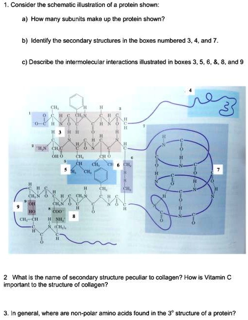 SOLVED Consider the schemalic illustralion of protein shown a) How