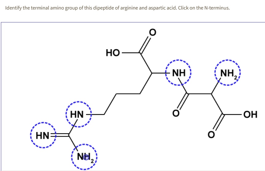 Identify the terminal amino group of this dipeptide of arginine and aspartic acid. Click on the N-terminus.
HO
NH
NH2
HN
OH
HN=
NH2