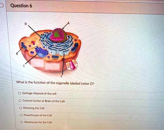 SOLVEDQuestion 6 What is the function of the organelle labeled Letter
