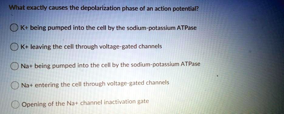 What exactly causes the depolarization phase of an action potential?
K+ being pumped into the cell by the sodium-potassium ATPase
K+ leaving the cell through voltage-gated channels
Na+ being pumped into the cell by the sodium-potassium ATPase
Na+ entering the cell through voltage-gated channels
Opening of the Na+ channel inactivation gate