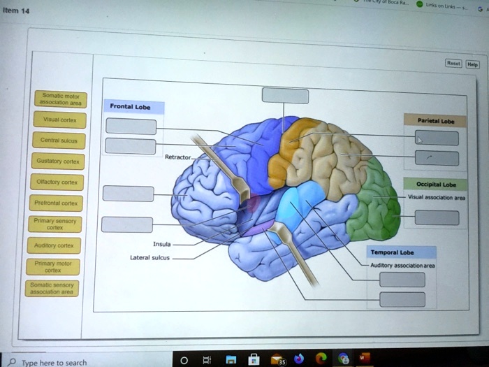Text: Drag labels onto diagram to identify motor and sensory regions of