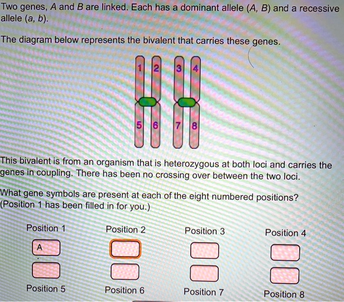 SOLVED: Two Genes, And B Are Linked. Each Has A Dominant Allele (A, B ...