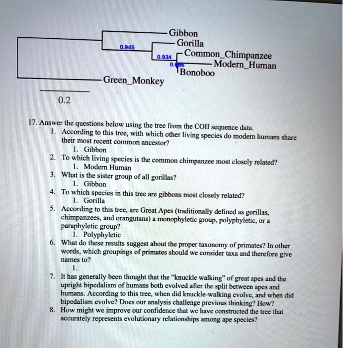 Gibbon
Gorilla
0.945
CommonChimpanzee
0.934
ModernHuman
0.886
Bonoboo
GreenMonkey
0.2
17. Answer the questions below using the tree from the COII sequence data.
1. According to this tree, with which other living species do modern humans share
their most recent common ancestor?
1. Gibbon
2. To which living species is the common chimpanzee most closely related?
1. Modern Human
3. What is the sister group of all gorillas?
1. Gibbon
4. To which species in this tree are gibbons most closely related?
1. Gorilla
5. According to this tree, are Great Apes (traditionally defined as gorillas,
chimpanzees, and orangutans) a monophyletic group, polyphyletic, or a
paraphyletic group?
1. Polyphyletic
6. What do these results suggest about the proper taxonomy of primates? In other
words, which groupings of primates should we consider taxa and therefore give
names to?
1.
7. It has generally been thought that the "knuckle walking" of great apes and the
upright bipedalism of humans both evolved after the split between apes and
humans. According to this tree, when did knuckle-walking evolve, and when did
bipedalism evolve? Does our analysis challenge previous thinking? How?
8. How might we improve our confidence that we have constructed the tree that
accurately represents evolutionary relationships among ape species?