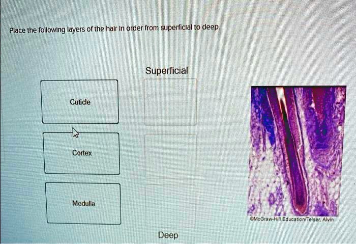 Place the following layers of the hair in order from superficial to deep.
Cuticle
Cortex
Medulla
Superficial
Deep
