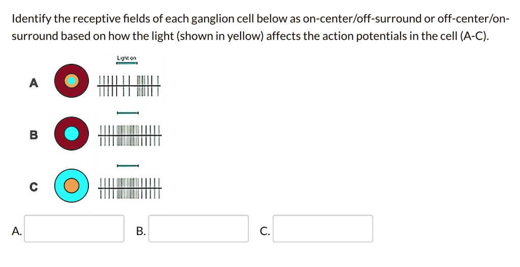 Identify the receptive fields of each ganglion cell below as on-center/off-surround or off-center/on-surround based on how the light (shown in yellow) affects the action potentials in the cell (A-C). Light on A B C A. B. C.