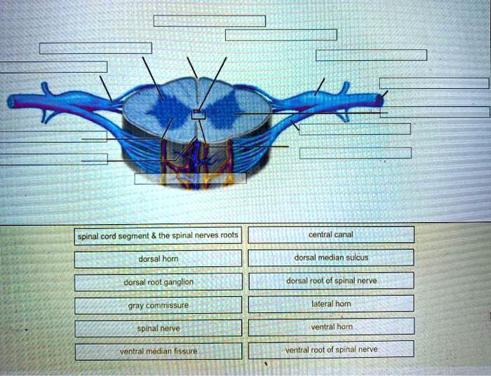 solved-spinal-cord-segment-the-spinal-nerves-roots-central-canal