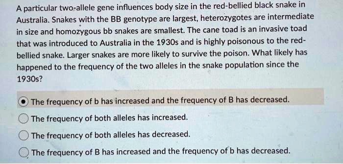 A particular two-allele gene influences body size in the red-bellied black snake in Australia. Snakes with the BB genotype are largest, heterozygotes are intermediate in size and homozygous bb snakes are smallest. The cane toad is an invasive toad that was introduced to Australia in the 1930s and is highly poisonous to the red-bellied snake. Larger snakes are more likely to survive the poison. What likely has happened to the frequency of the two alleles in the snake population since the 1930s?

The frequency of b has increased and the frequency of B has decreased.
The frequency of both alleles has increased.
The frequency of both alleles has decreased.
The frequency of B has increased and the frequency of b has decreased.