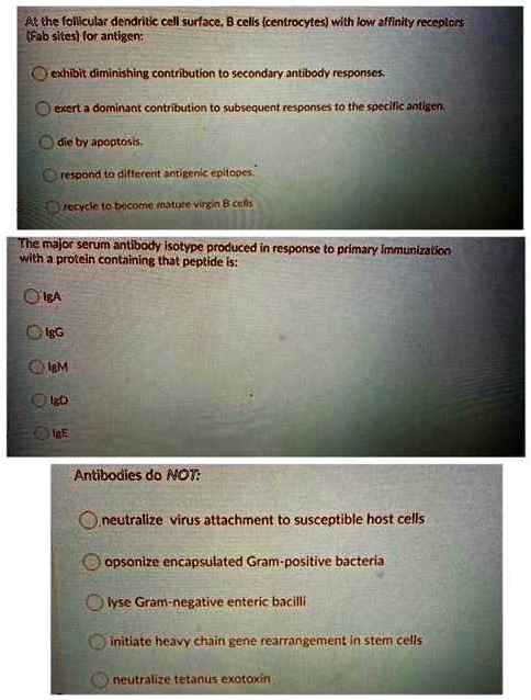 At the follicular dendritic cell surface, B cells (centrocytes) with low affinity receptors (Fab sites) for antigen:
exhibit diminishing contribution to secondary antibody responses.
exert a dominant contribution to subsequent responses to the specific antigen.
die by apoptosis.
respond to different antigenic epitopes.
recycle to become mature virgin B cells.
The major serum antibody isotype produced in response to primary immunization with a protein containing that peptide is:
IgA
IgG
IgM
IgD
IgE
Antibodies do NOT:
neutralize virus attachment to susceptible host cells
opsonize encapsulated Gram-positive bacteria
lyse Gram-negative enteric bacilli
initiate heavy chain gene rearrangement in stem cells
neutralize tetanus exotoxin