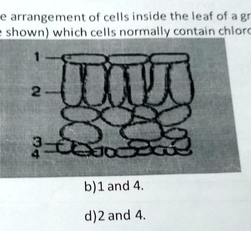 The diagram shows the arrangement of cells inside the leaf of a green ...