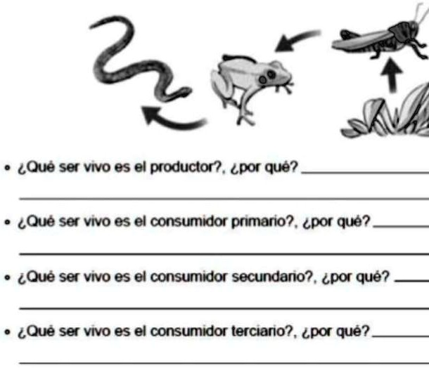 consumidor primario